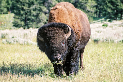 Travel Tips for the USA: Things to Know before Visiting America // Bison in Yellowstone National Park