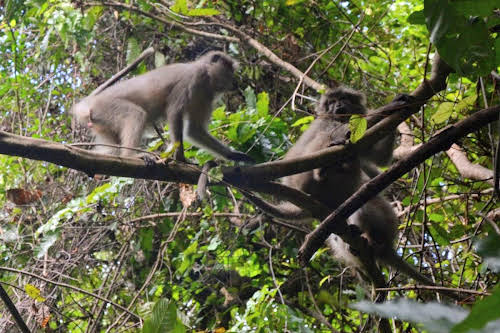 Treks Mountains in Africa // Tanzania Udzungwa Mountains National Park Forest Monkeys Trek The Travel Blogs