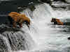 USA Alaska Itinerary 10 Days // Brown bears at the Brooks Falls, Katmai National Park