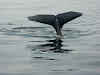USA Alaska Itinerary 10 Days // Porpoise in Prince William Sound