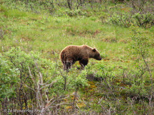 USA Alaska Itinerary 7 Days // Denali National Park Grizzly Bear