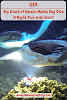 USA Big Island Hawaii Kona Night Dive Manta Rays // Manta Ray Dance Pinterest