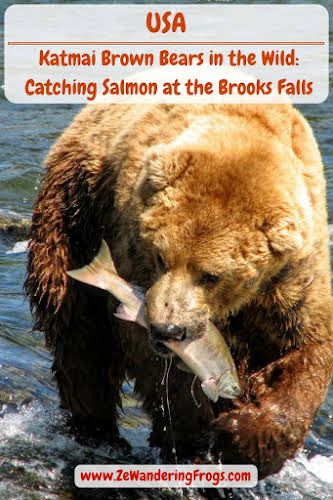  #USA #Katmai #NationalPark - Watching the wild Brown #Bears of #BrooksFalls fishing salmons // #AdventureTravel by Ze Wandering Frogs