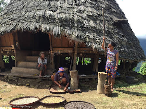 Wae Rebo Village: Learn about Flores Culture & Traditions // Women sorting out beans