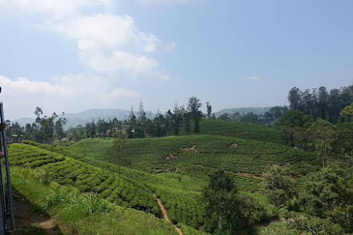 What Places to Visit in Sri Lanka 2-Week Itinerary // Sri Lanka Tea Plantations