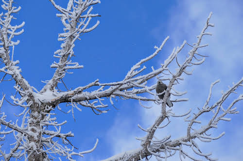 What to Do in Lake Tahoe in the Winter // Birdwatching among the frozen trees around Lake Tahoe CA