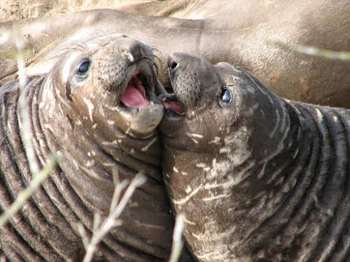 What to Do in Northern California: Attractions & Travel Guide // Elephant Seals Ano Nuevo