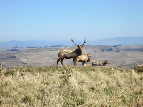 What to Do in Northern California: Attractions & Travel Guide // Elk, Point Reyes National Park