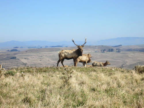 What to Do in Northern California: Attractions & Travel Guide // Elk, Point Reyes National Park