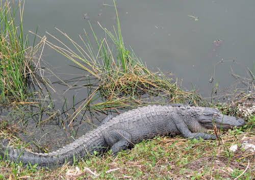 What to Do In the Everglades National Park: Airboats Tours & Top Activities // Crocodile Sunbathing in the Everglades