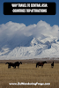 Why Travel to Central Asia: Countries Top Attractions // Horses in Kyrgyzstan