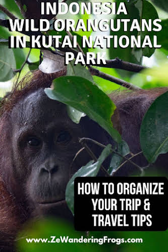 Wild Orangutans in Kutai National Park: How to Organize your Trip // Face to face with a Borneo Orangutan