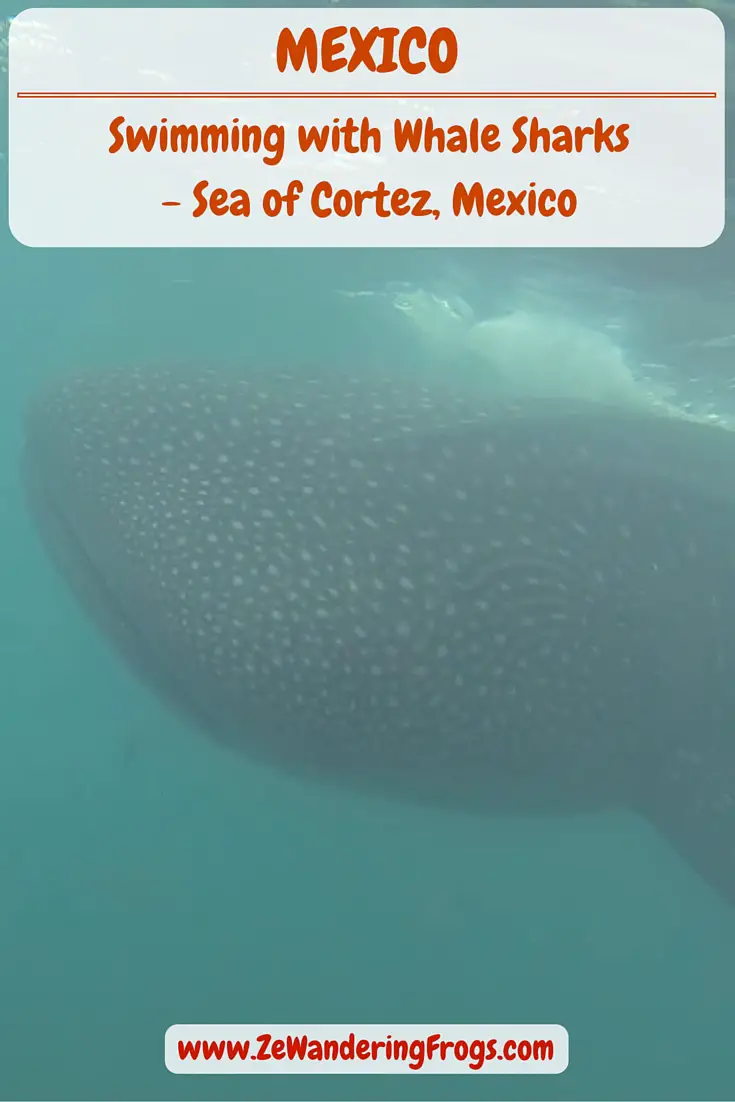 Swimming with #Whale #Sharks in the Sea of Cortez, #Mexico // Can you imagine swimming beside a 12 m (41 feet) long shark while it’s on an eating spree? Well, that’s what we did when we swam with the whale sharks in #LaPaz, #Baja California. The whale sharks, known locally as the Tiburon Ballenas, are the largest fish in existence and navigate in warm water // #AdventureTravel by Ze Wandering Frogs