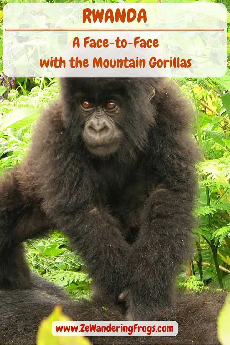 A Face-to-Face with the Mountain Gorillas // The dominant gorilla male sat still and quiet a few feet away. His back half-turned. A faint attempt to ignore us maybe? Or a confidence in his might and reign over his surroundings? Tall and strong, he displayed the patch of grey fur symbolic to the older males, for which they gained the name of Silverback Gorillas. As we faced the older male, we barely breathed and stood like fixed statues, fascinated to be so close to the gentle beast.